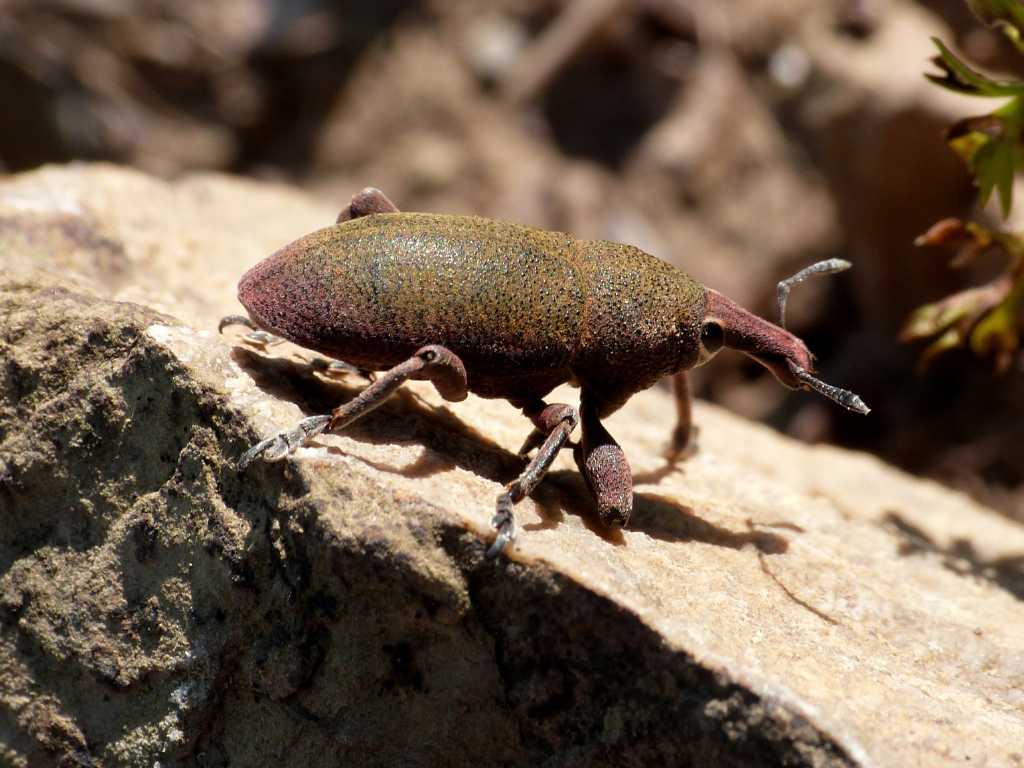 Lixomorphus algirus (Curculionidae) - Tolfa (RM)